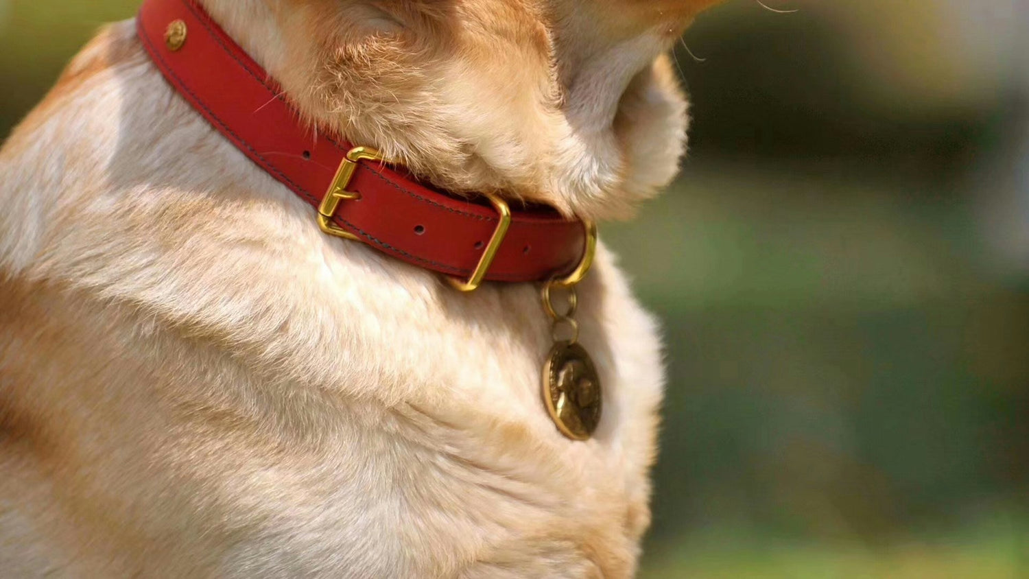 Collars & Leashes