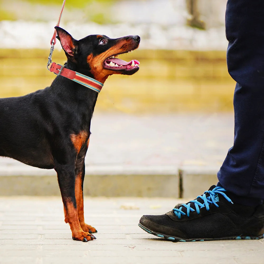 Adjustable Dog Collar And Retractable Leash Set For All Dogs