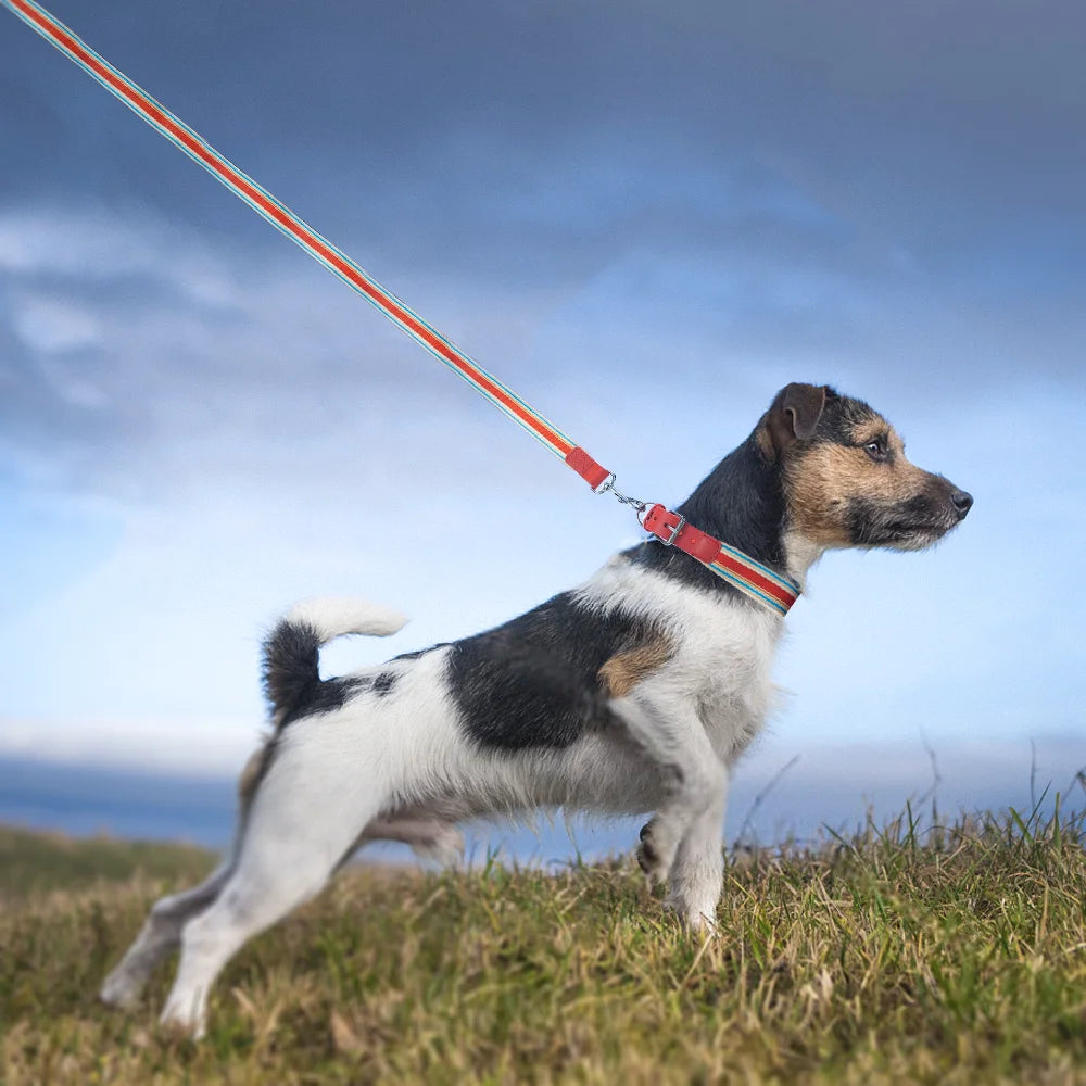 Adjustable Dog Collar And Retractable Leash Set For All Dogs