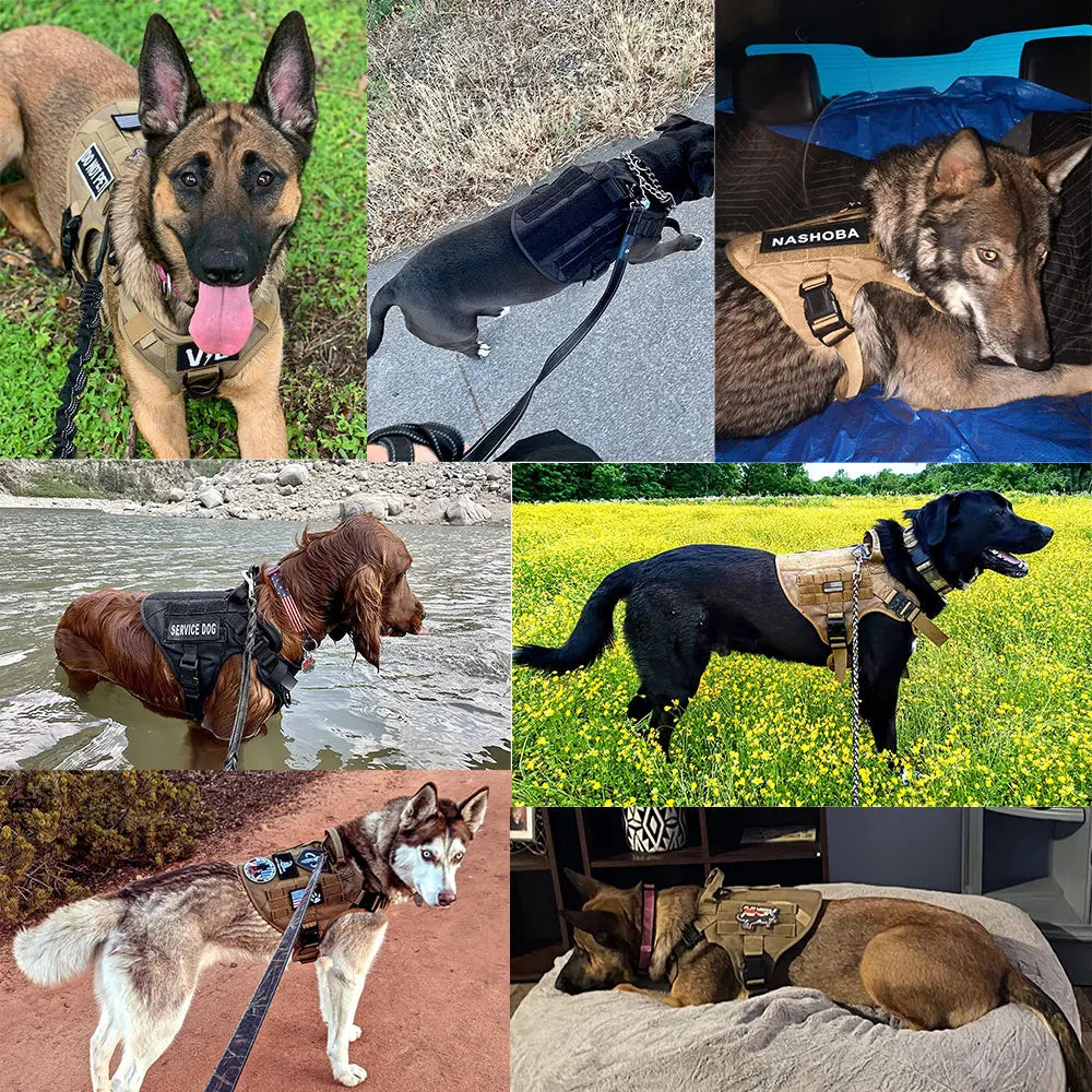 PETRAVELCN Dog Harness and Leash Vest Set